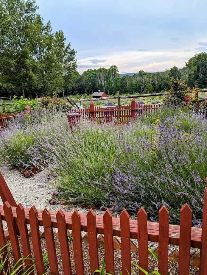 When to visit for peak purple and the best photos