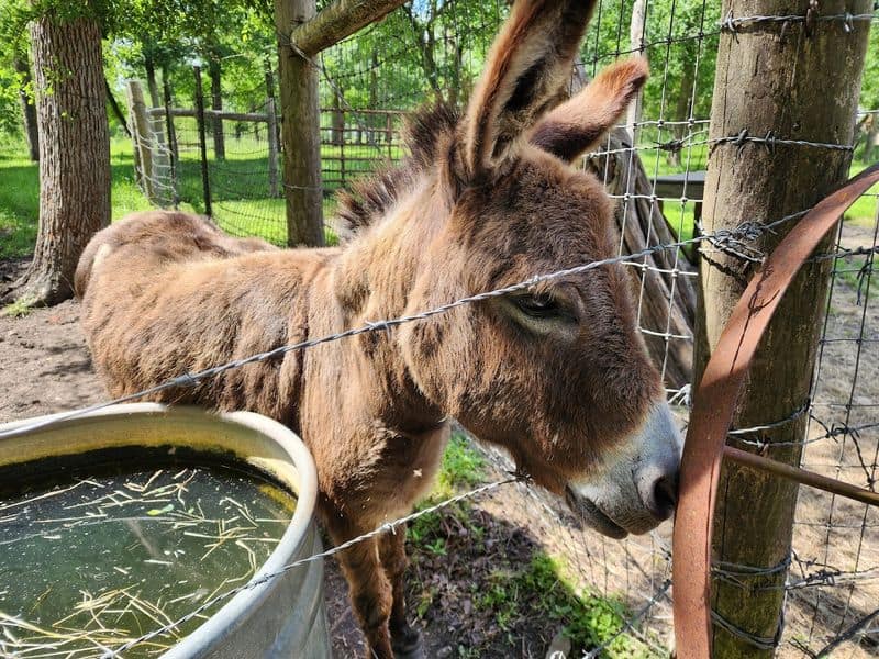 Friendly Farm Animals