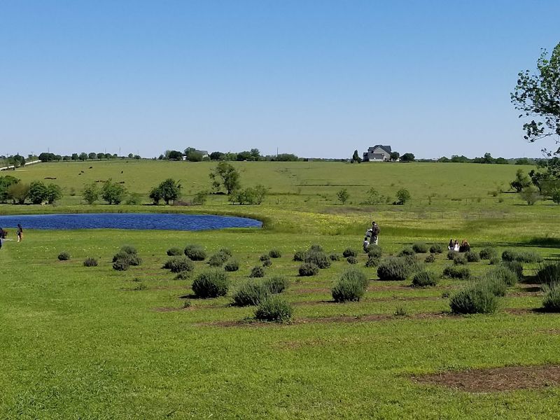 Seasonal Fruit Picking