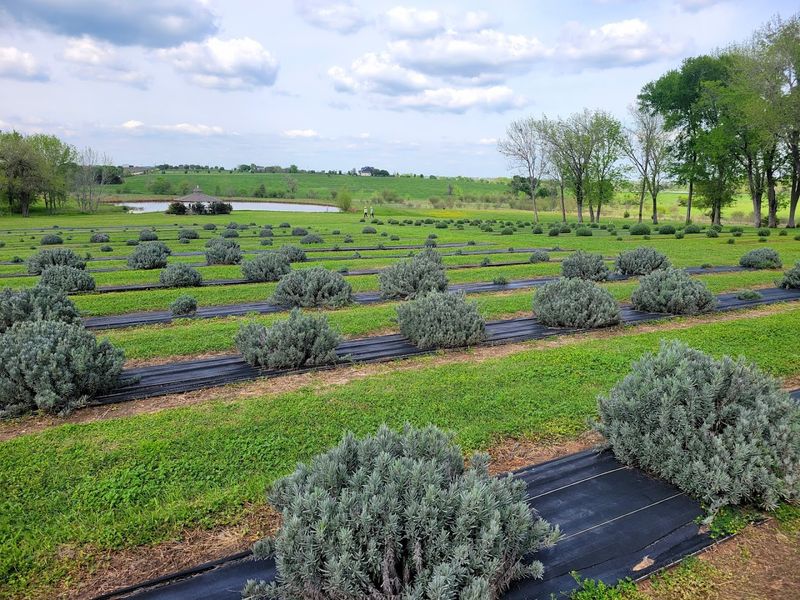 Strolling the Lavender Fields