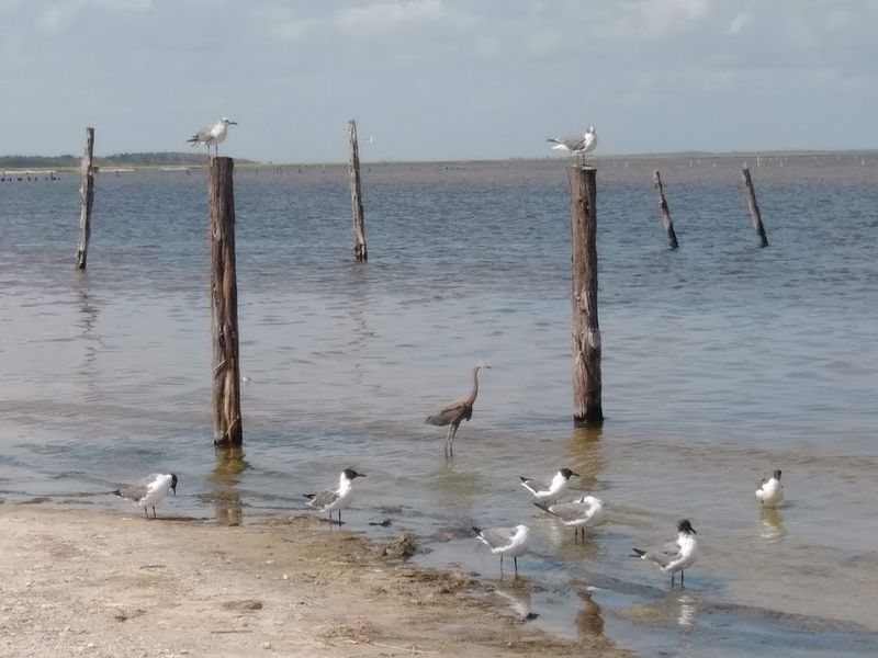 Birdwatching And Whooping Cranes