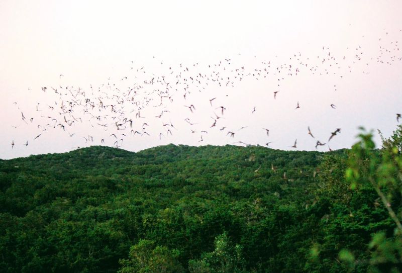 Stuart Bat Cave Flight