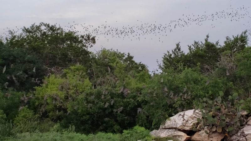 Birding and Wildlife Watching