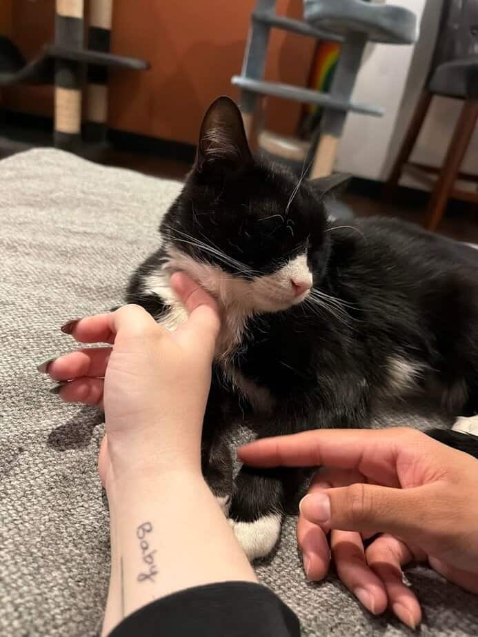 Meet the adoptable rescue cats and learn how the adoption process works