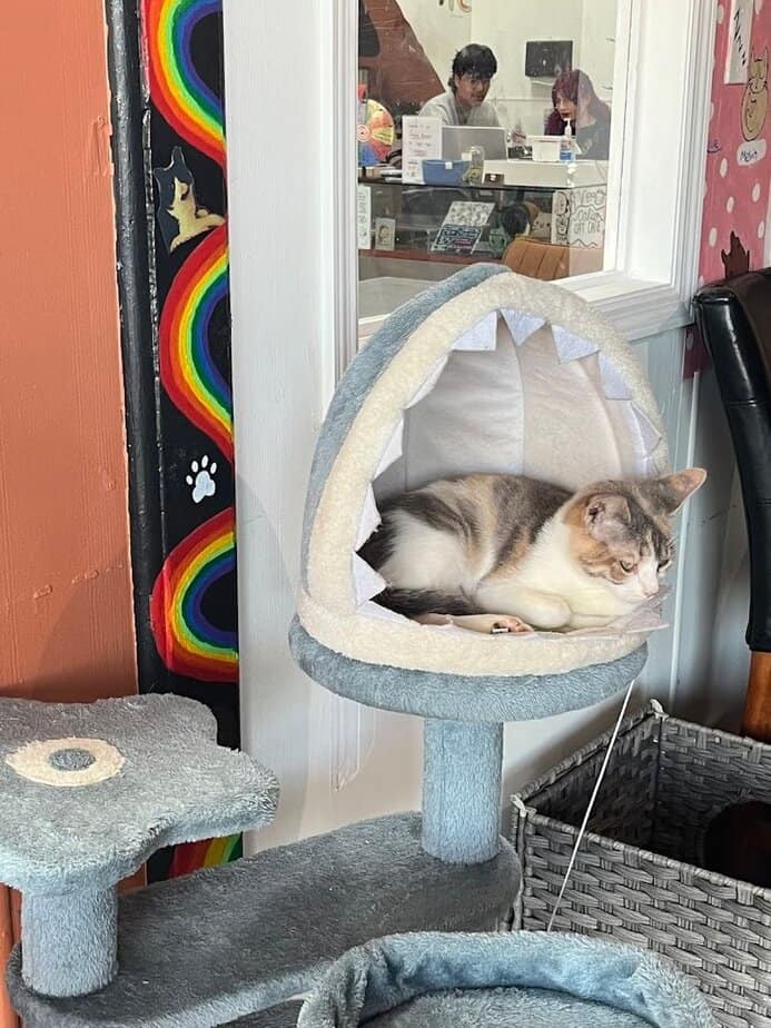 Simple cat lounge etiquette to keep the cats calm comfortable and happy