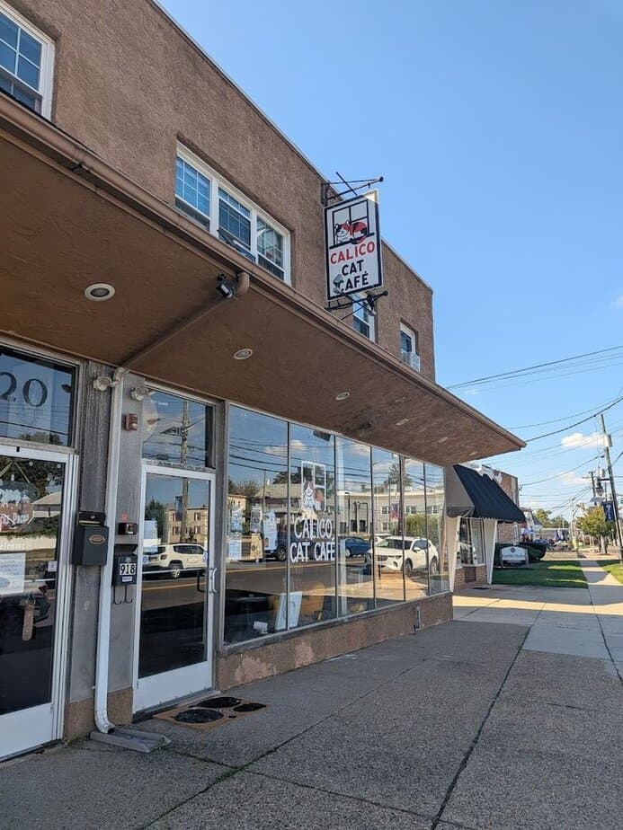 A cozy coffee break for cat lovers in South Jersey