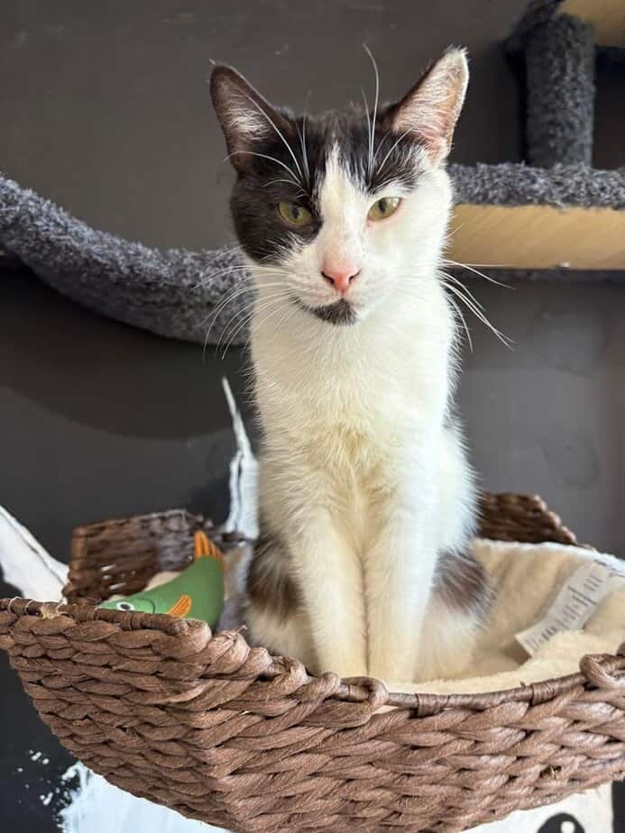 Inside Calico Cat Caf&eacute; in Oaklyn where coffee comes with cat cuddles