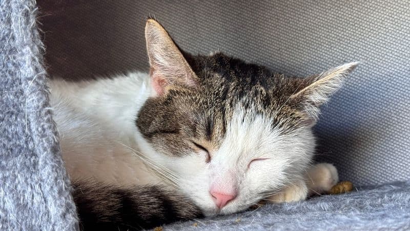 How the cat lounge experience works from reservations to what to expect