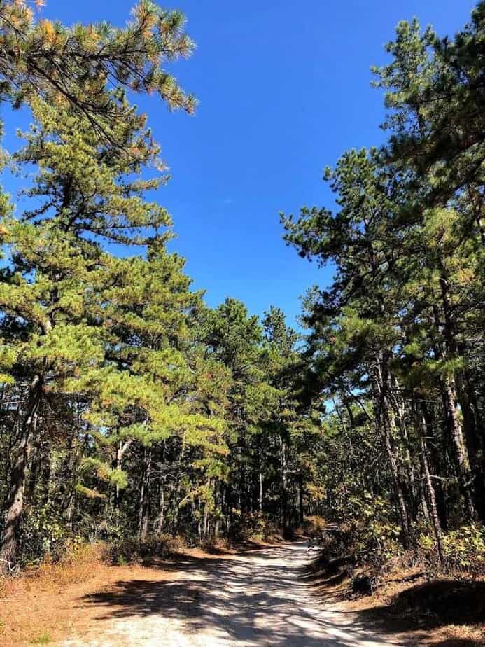 Why This Wharton State Forest Hike Stays With You Long After You Leave