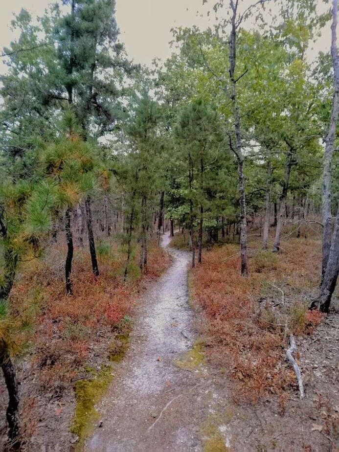 Where the Pines Go Quiet and History Starts to Creep In