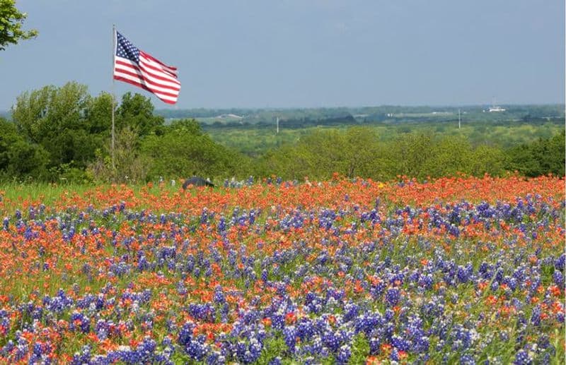 Ennis Bluebonnet Trails