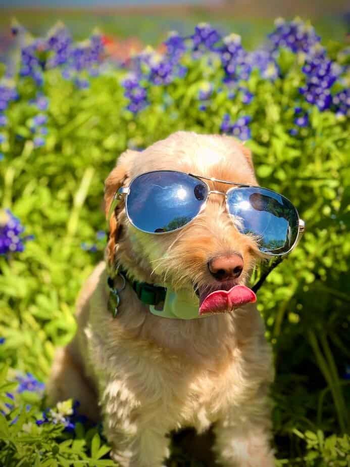 Ennis Bluebonnet Trails Festival: Texas’ Dreamiest Spring Event Essential FAQs for First Timers