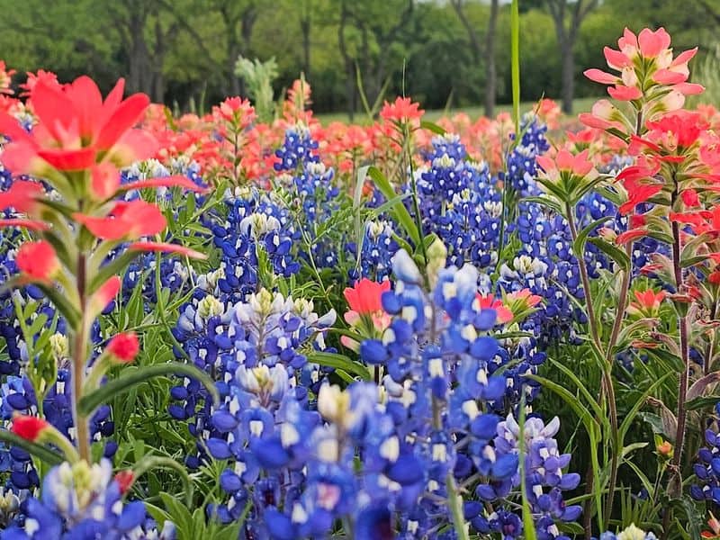Ennis Bluebonnet Trails Festival: Texas’ Dreamiest Spring Event Bluebonnet Photography Playbook