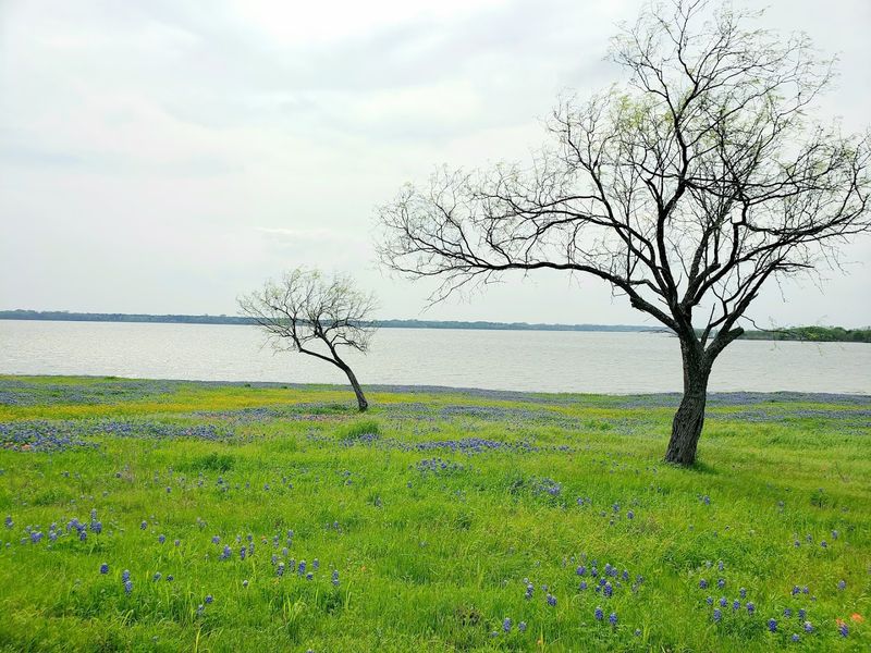 Ennis Bluebonnet Trails Festival: Texas’ Dreamiest Spring Event Bardwell Lake Bloom Loop