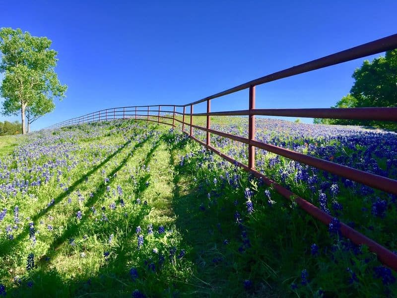 Ennis Bluebonnet Trails Festival: Texas’ Dreamiest Spring Event Trail Etiquette and Safety