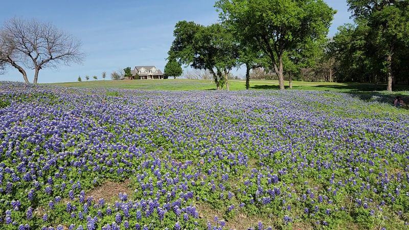 Ennis Bluebonnet Trails Festival: Texas’ Dreamiest Spring Event Accessibility and Comfort Tips