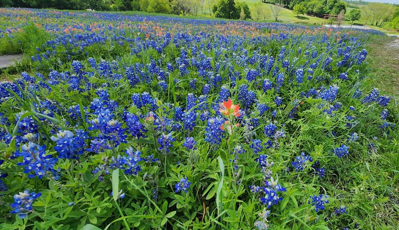 Ennis Bluebonnet Trails Festival: Texas’ Dreamiest Spring Event Local Reviews, Vibes, and What To Expect