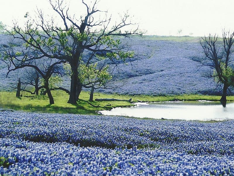 Ennis Bluebonnet Trails Festival: Texas’ Dreamiest Spring Event What Makes the Ennis Bluebonnet Trails Magical