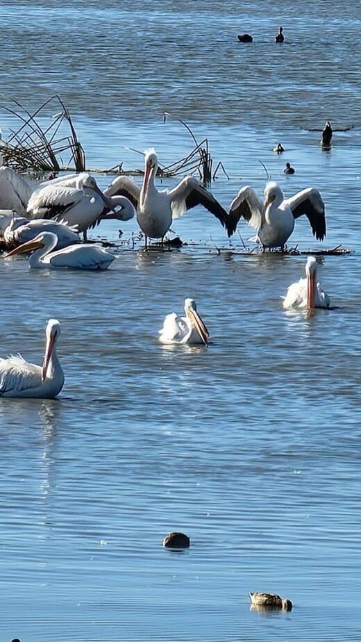 Birding at Leonabelle Turnbull Birding Center