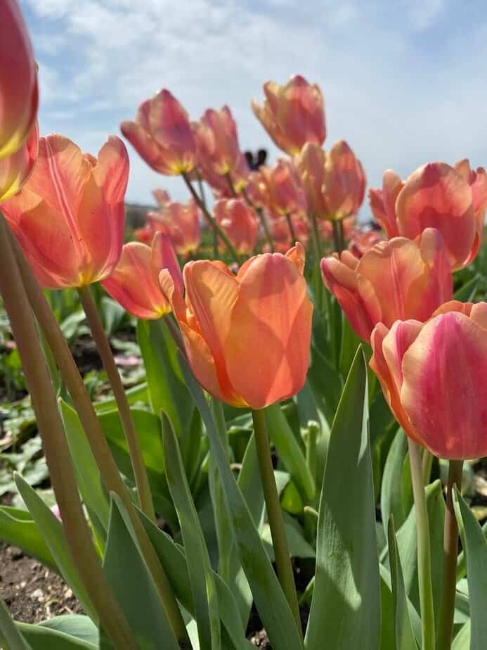 Photo Tips And Golden Light