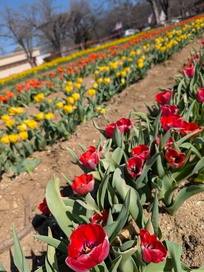 Picking Tulips Like A Pro
