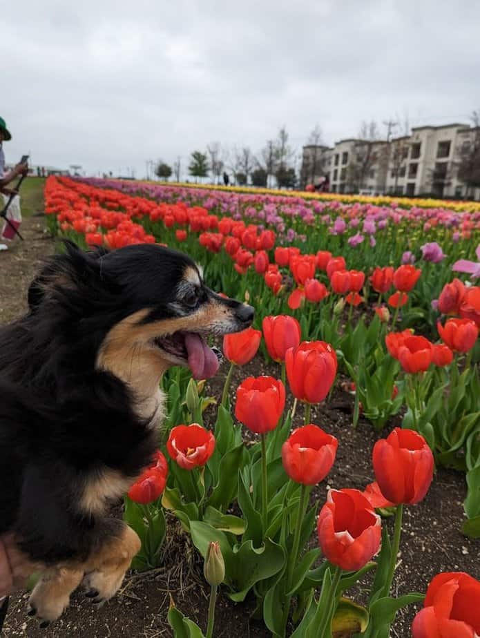 Plan Your Perfect Tulipalooza Day