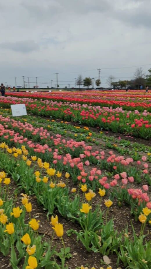 Bloom Timing And Season Reality