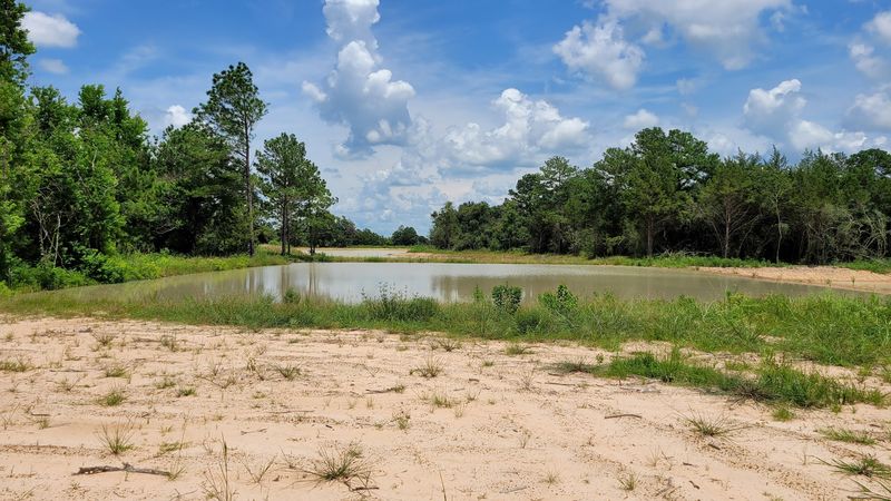 Birdwatching and Pond Moments