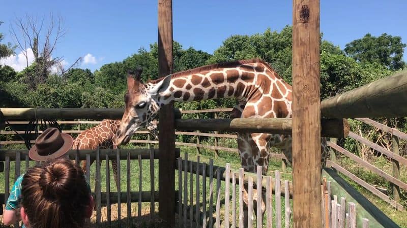 Giraffe Feeding at the Tower