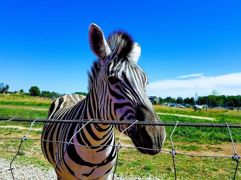 Zebra and Antelope Encounters