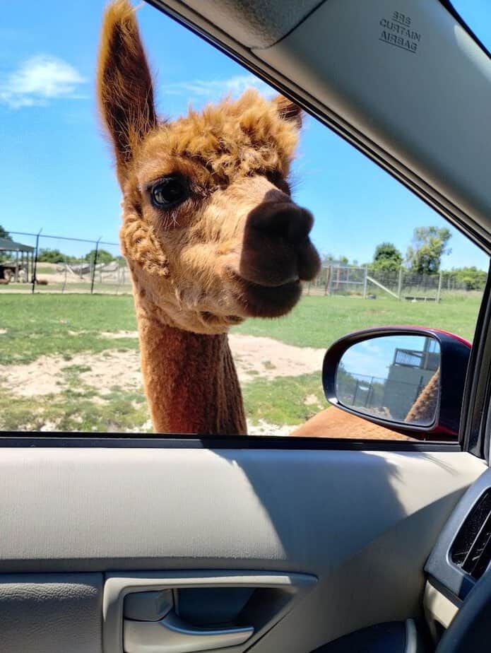 Car Care, Safety, and Feeding Etiquette