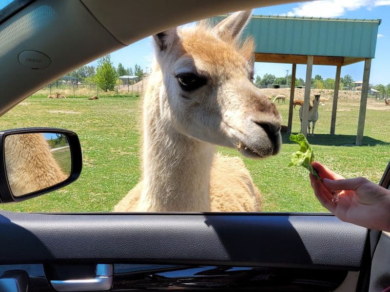 Drive Thru Safari: Up Close Adventure