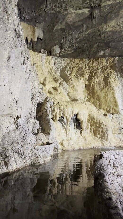 Wildlife: Bats, Salamanders, and More