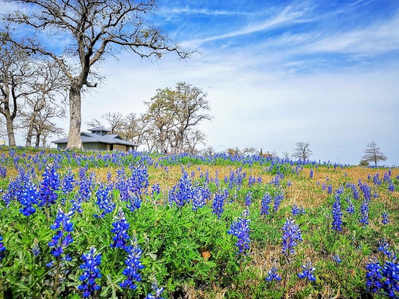 Nails Creek Trailway Wildflower Walk