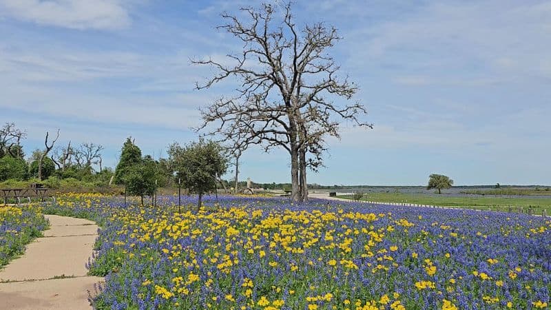 Beginner Friendly Wildflower Photography Tips