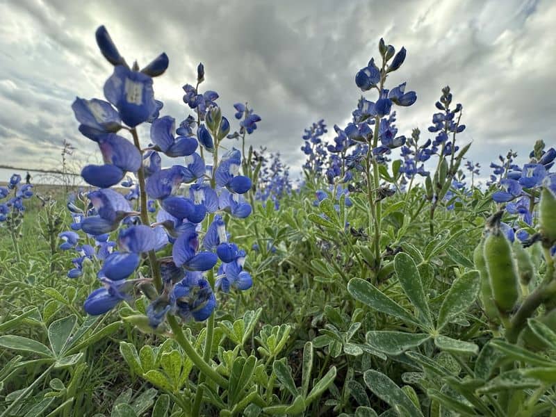 Birding and Blooms Along the Shore