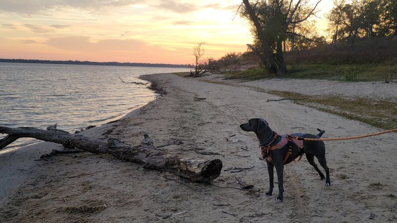 Overnight Camping for Peak Bloom