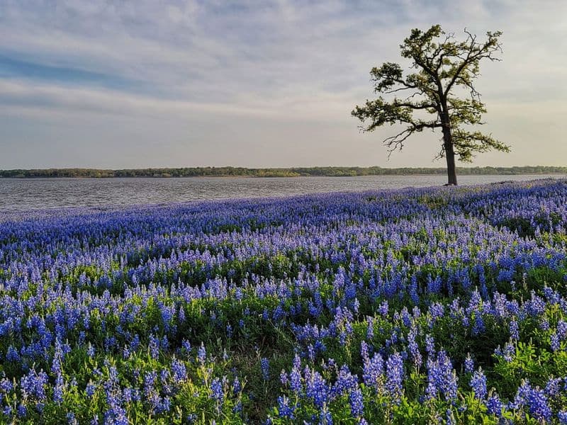 Birch Creek Bluebonnet Meadow