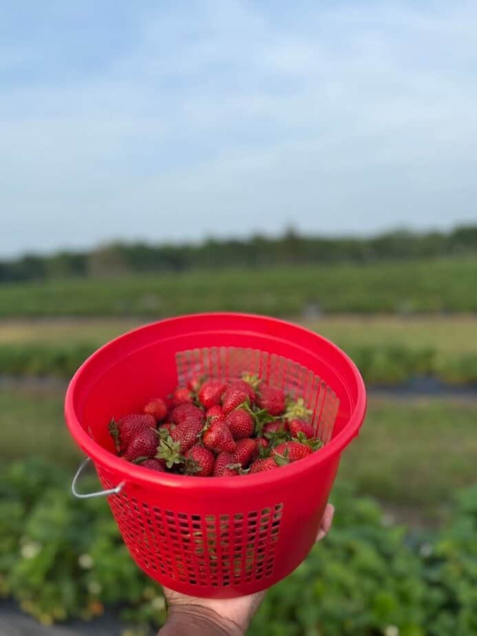 Strawberry Picking Season Is Now Open at This Popular North Texas Farm How U Pick Works And Pricing