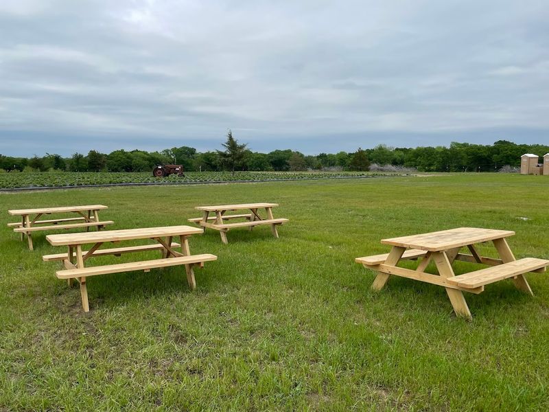 Strawberry Picking Season Is Now Open at This Popular North Texas Farm Family Friendly Amenities And Tips
