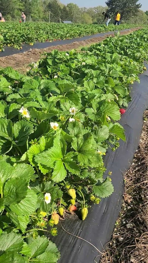 Strawberry Picking Season Is Now Open at This Popular North Texas Farm Sustainability And Farm Etiquette
