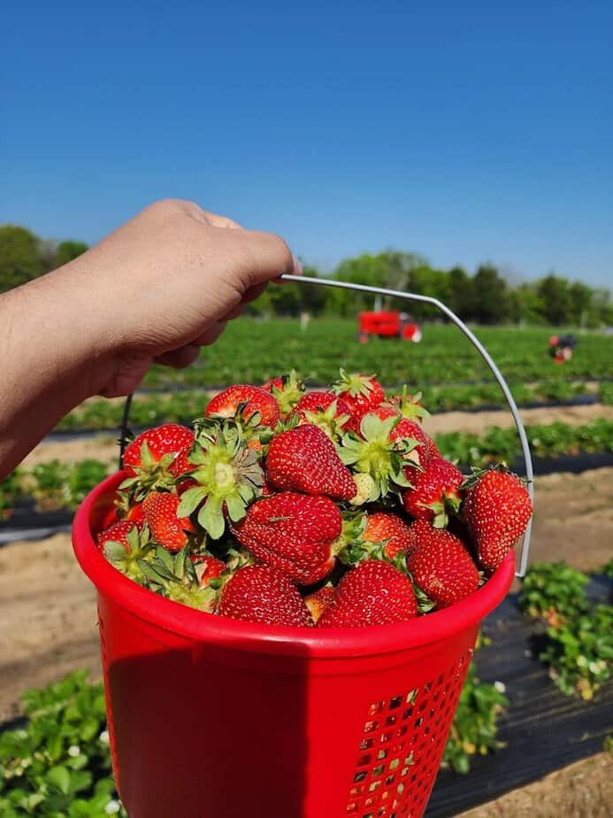 Strawberry Picking Season Is Now Open at This Popular North Texas Farm Best Time To Visit And Hours