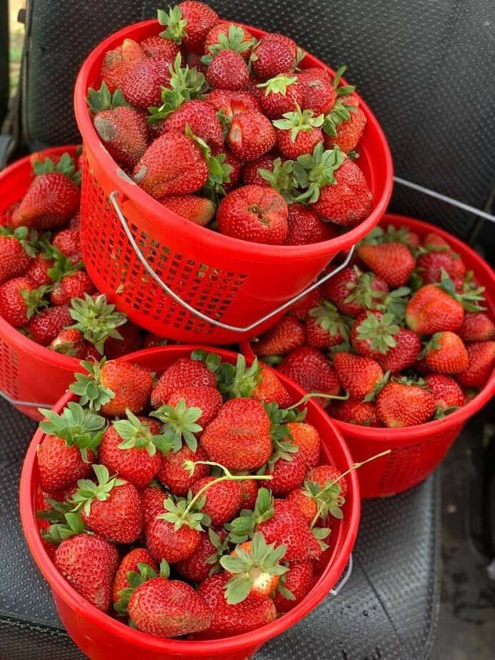 Strawberry Season Is Here—This Texas Farm Is the Place to Go Buckets, Pricing, and Weighing