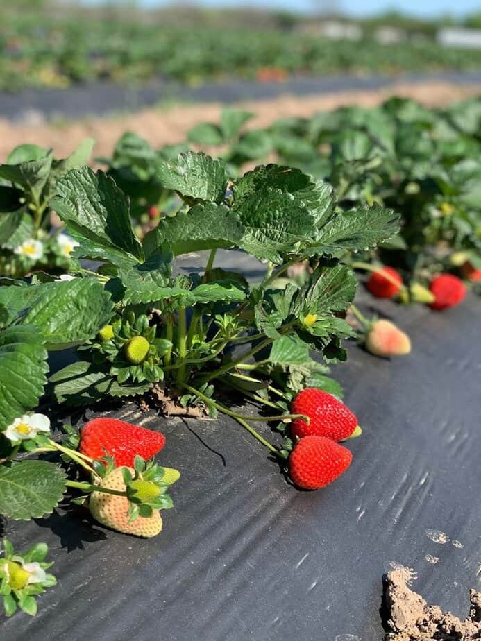 Strawberry Season Is Here—This Texas Farm Is the Place to Go How to Pick Perfect Berries