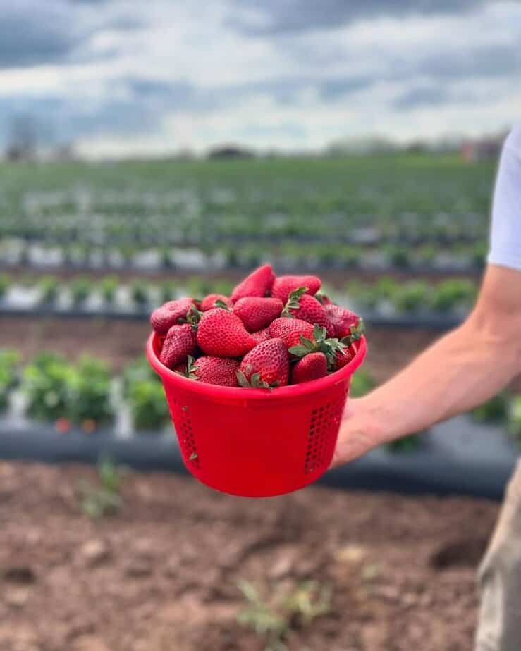 Strawberry Season Is Here—This Texas Farm Is the Place to Go What to Wear and Bring
