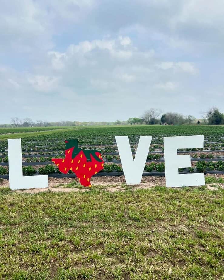 Strawberry Season Is Here—This Texas Farm Is the Place to Go Making It Magical for Kids