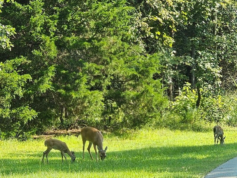 Wildlife In The Cool Corridors