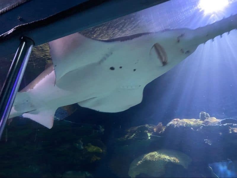 Overnight Swimming With The Sharks