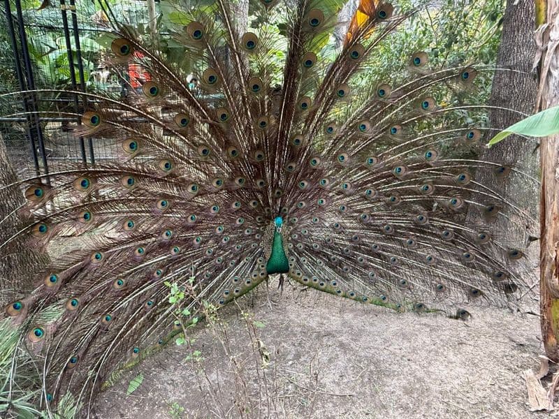 Bird Aviary Hand Feeding