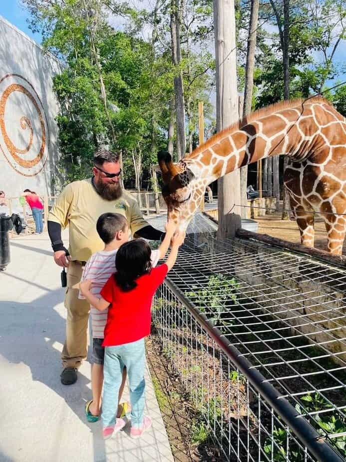 Giraffe Feeding On The Preserve Side